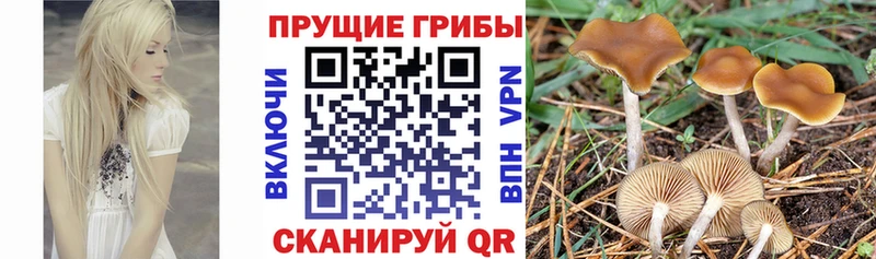 Галлюциногенные грибы MAGIC MUSHROOMS  Приволжский 